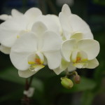 Orchids Healing helps them stress less and thrive