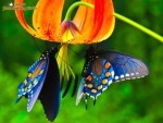 gardening, blue butterflies on orange flower
