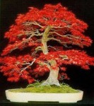 Red Maple Bonsai