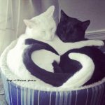 Black and white cats cuddling in a basket with tails curled in heart shape