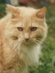 Golden long-haired cat, named Muffy, loves Reiki