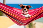 dog relaxing on a fancy red hammock with sunglasses after application of insect repellent