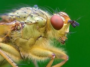 Dung fly macro photography Wikipedia