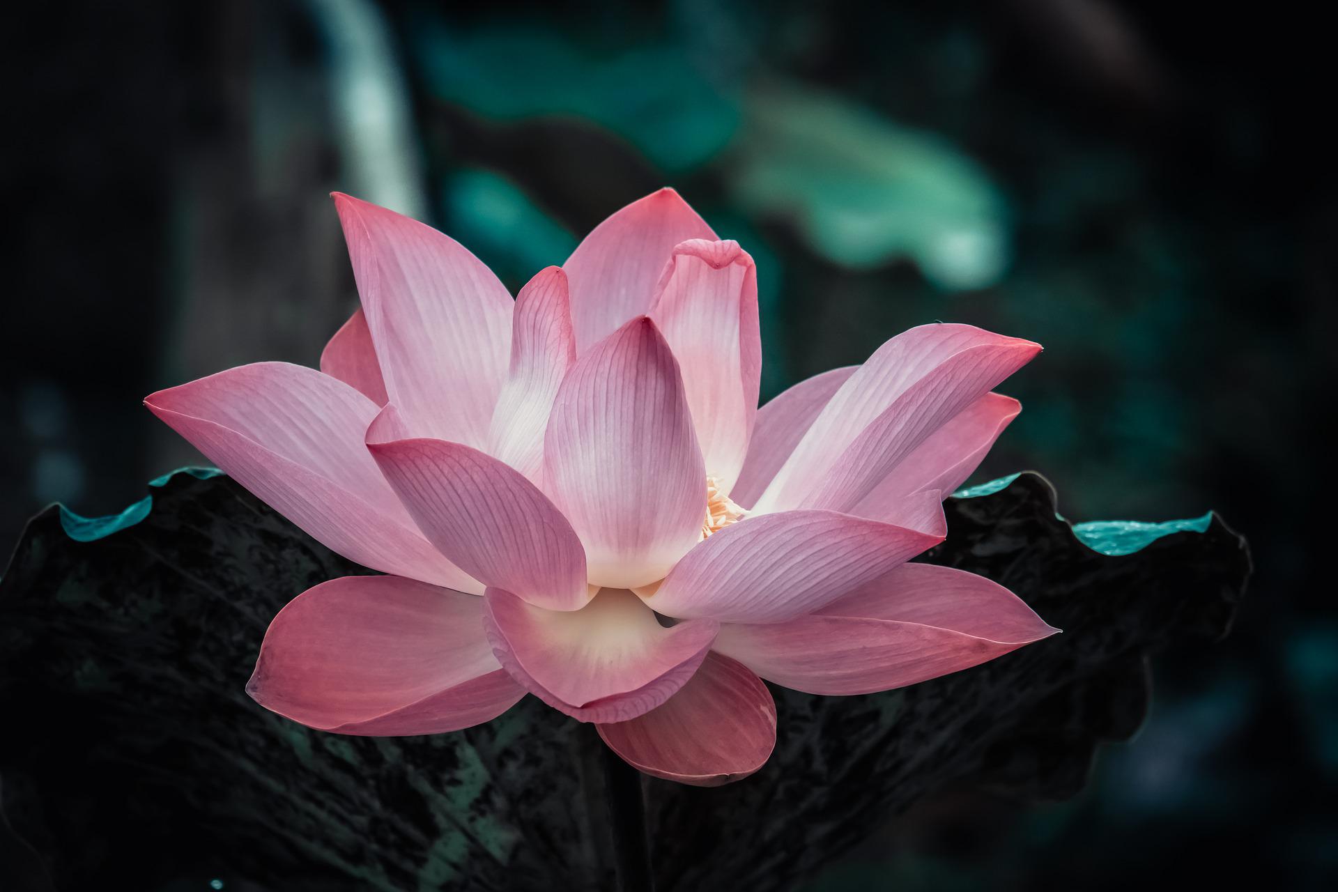 pink lotus flower by Phu Nguyen