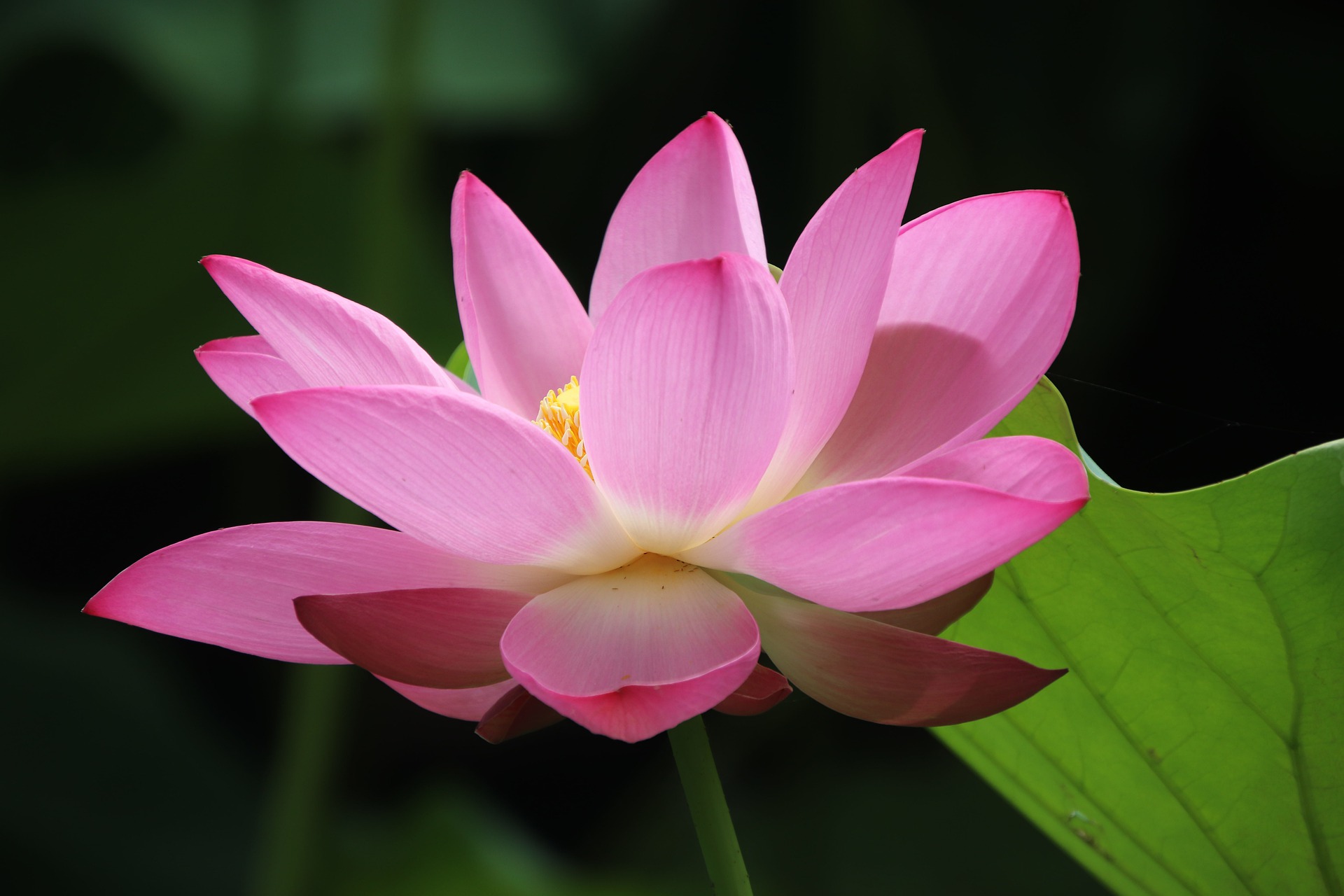 a pink lotus flower symbol of serenity
